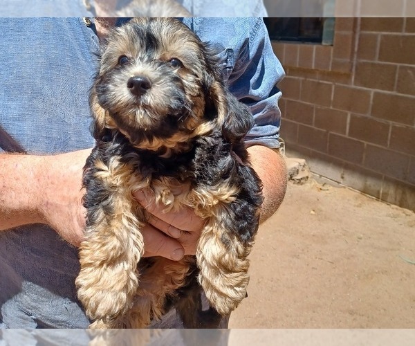 Medium Photo #1  Breeder Profile in AMADO, AZ, USA