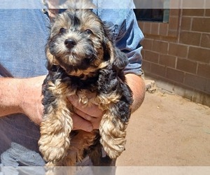 Poovanese Dog Breeder near AMADO, AZ, USA