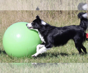 Medium Breeder Profile Photo