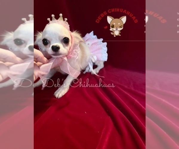 Medium Photo #5  Breeder Profile in TRACY, CA, USA