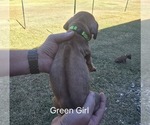 Small #42 Breeder Profile image