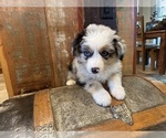 Small #4 Breeder Profile image
