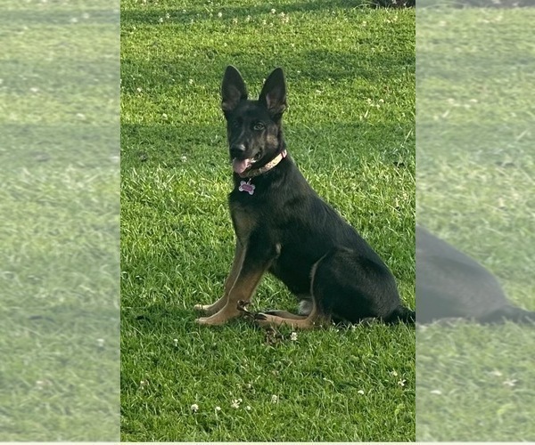 Medium Photo #10  Breeder Profile in COWARTS, AL, USA