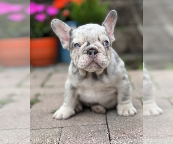 Medium Photo #9  Breeder Profile in MIAMI, FL, USA