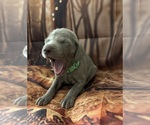Small breeder photo