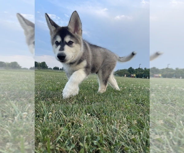 Medium Photo #101  Breeder Profile in FREDERICK, MD, USA