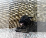 Small #11 Breeder Profile image