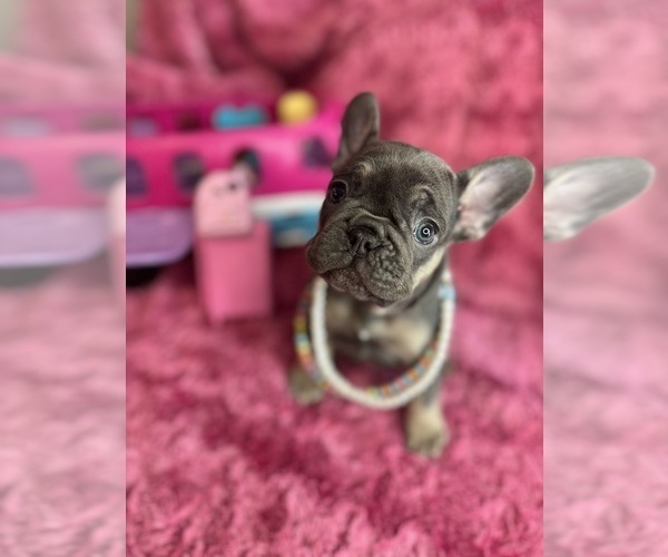 Medium Photo #32  Breeder Profile in JEFFERSONVILLE, IN, USA