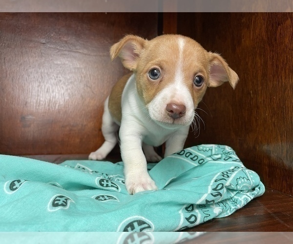Medium Photo #18  Breeder Profile in WHITAKERS, NC, USA