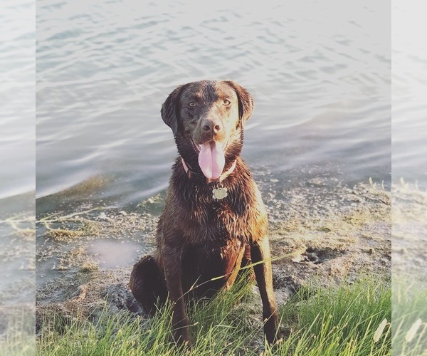 Medium Photo #1  Breeder Profile in ROSENBERG, TX, USA