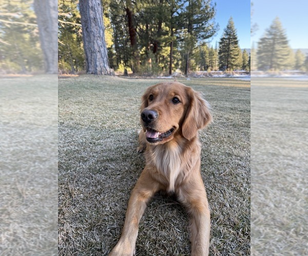 Medium Photo #1  Breeder Profile in AUBURN, CA, USA