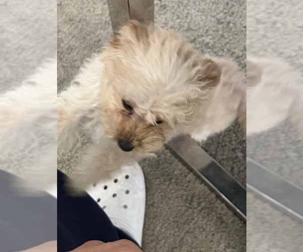 Medium Photo #43  Breeder Profile in VICTORVILLE, CA, USA