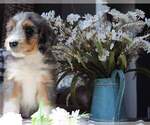 Small #2 Breeder Profile image