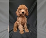 Small #19 Breeder Profile image