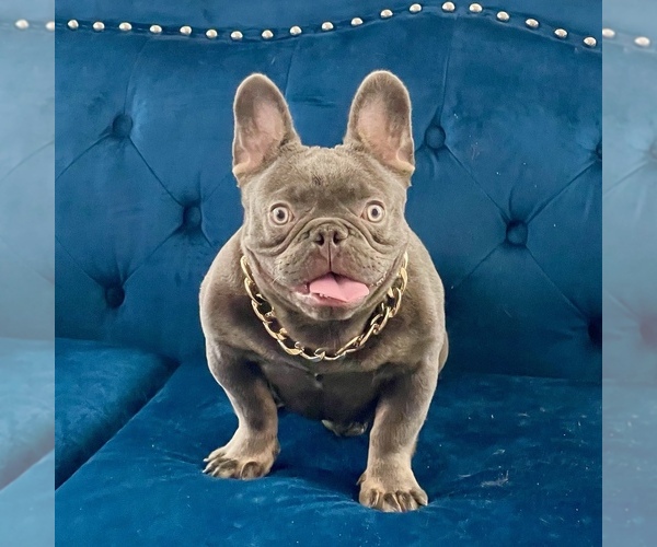 Medium Photo #20  Breeder Profile in BURBANK, CA, USA