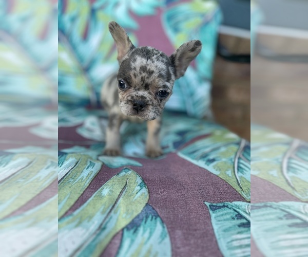 Medium Photo #1  Breeder Profile in LUDOWICI, GA, USA