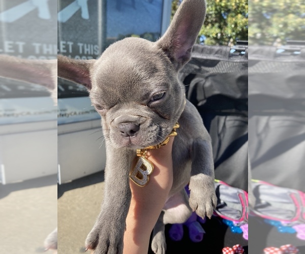 Medium Photo #1  Breeder Profile in SAN DIEGO, CA, USA