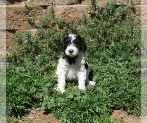 Goldendoodle Dog Breeder near CHAMA, NM, USA