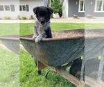 Small Photo #11  Breeder Profile in DOWNING, WI, USA