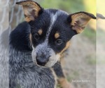 Small #28 Breeder Profile image