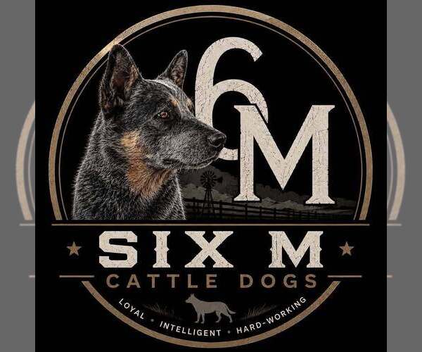 Medium Photo #1  Breeder Profile in STATE ROAD, NC, USA