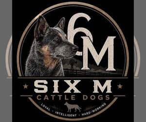 Medium Breeder Profile Photo