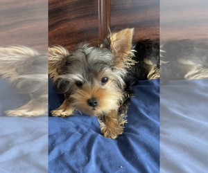 Medium Breeder Profile Photo