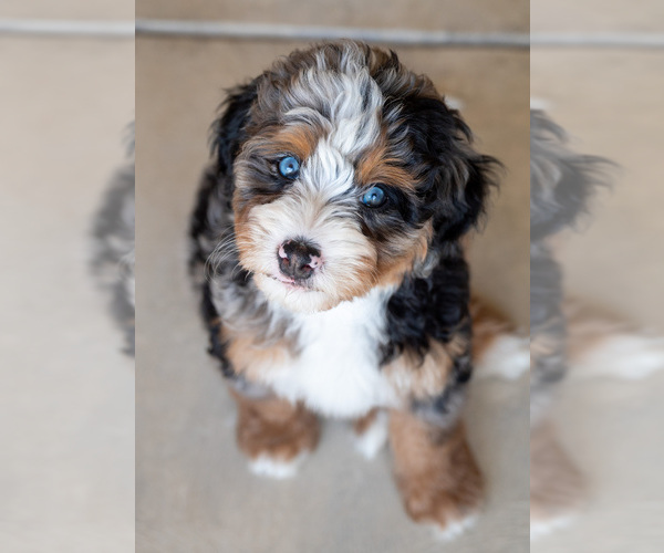 Medium Photo #75  Breeder Profile in BAKERSFIELD, CA, USA