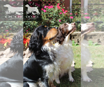 Small #1 Breeder Profile image