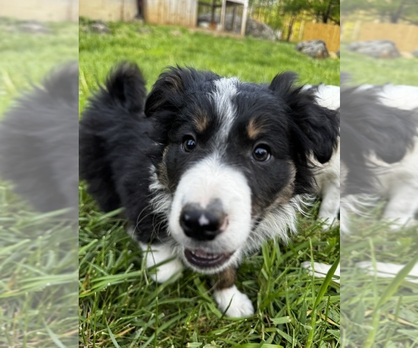 Medium Photo #15  Breeder Profile in SWANNANOA, NC, USA