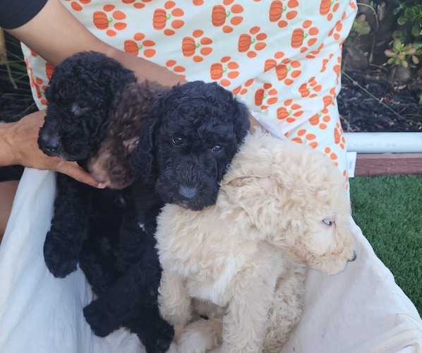 Medium Photo #6  Breeder Profile in OXNARD, CA, USA