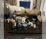 Small breeder photo