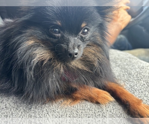 Medium Photo #11  Breeder Profile in CAULFIELD, MO, USA