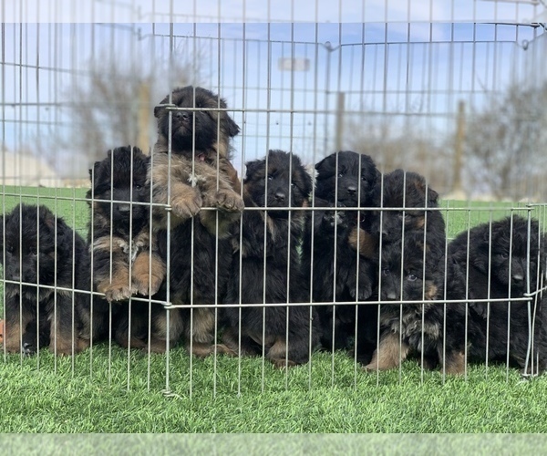 Medium Photo #103  Breeder Profile in PINON HILLS, CA, USA