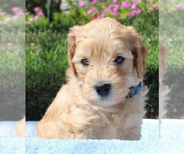 Medium Photo #1  Breeder Profile in NORTHRIDGE, CA, USA