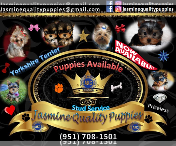 Medium Photo #1  Breeder Profile in MORENO VALLEY, CA, USA