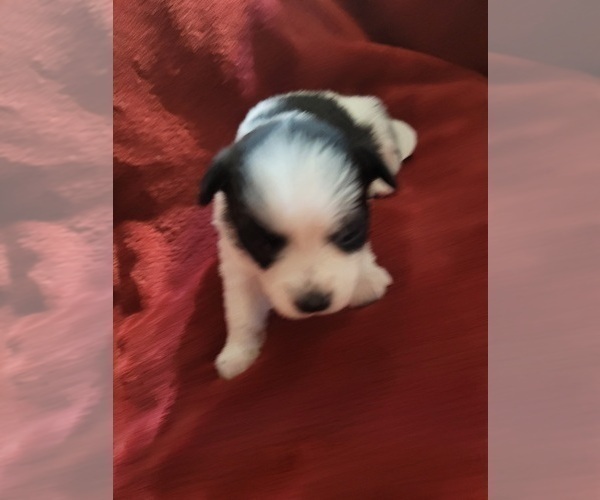 Medium Photo #107  Breeder Profile in AKRON, OH, USA