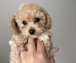 Small #1 Breeder Profile image