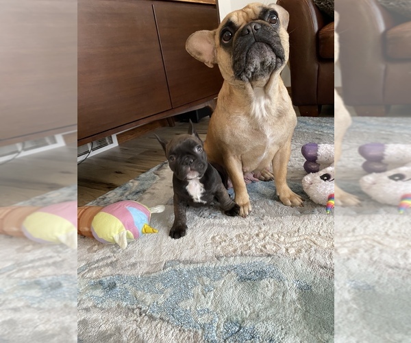 Medium Photo #1  Breeder Profile in SIOUX FALLS, SD, USA