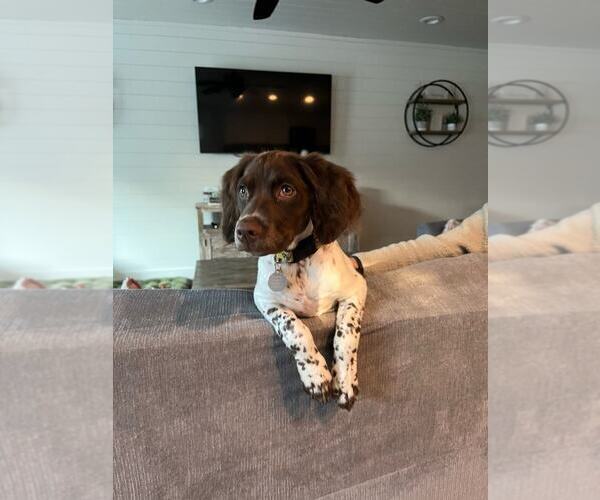 Medium Photo #172  Breeder Profile in HORTENSE, GA, USA