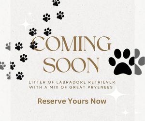 Labrenees Dog Breeder near AMELIA COURT HOUSE, VA, USA