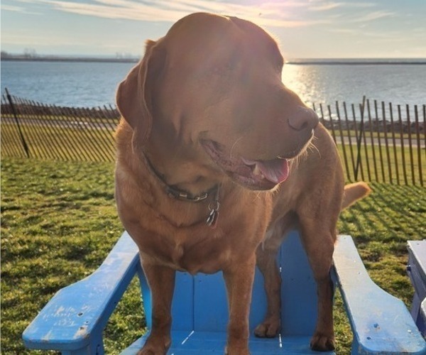 Medium Photo #2  Breeder Profile in BUFFALO, NY, USA