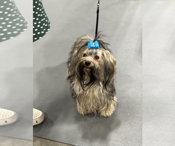 Medium Photo #3  Breeder Profile in THOMASTON, GA, USA