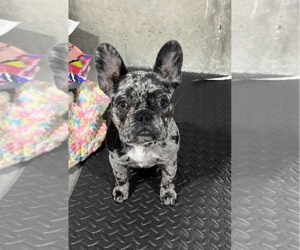 Medium Photo #5  Breeder Profile in BRUNSWICK, MO, USA