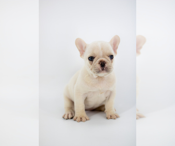 Medium Photo #4  Breeder Profile in ORLANDO, FL, USA