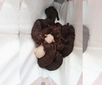 Small #2 Breeder Profile image