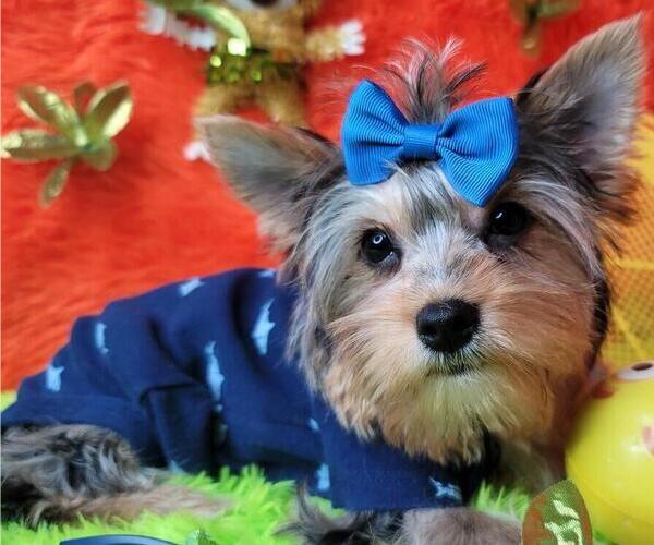 Medium Photo #24  Breeder Profile in HARKER HEIGHTS, TX, USA