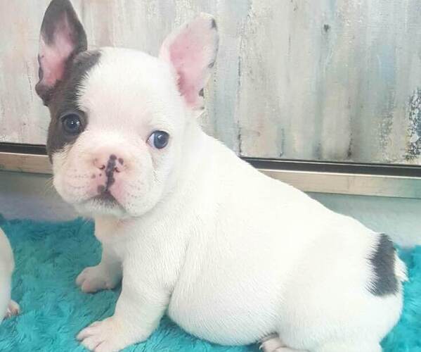 Medium Photo #31  Breeder Profile in LAS VEGAS, NV, USA