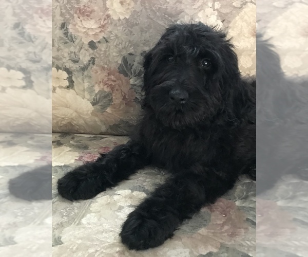 Medium Photo #1  Breeder Profile in OMAHA, NE, USA