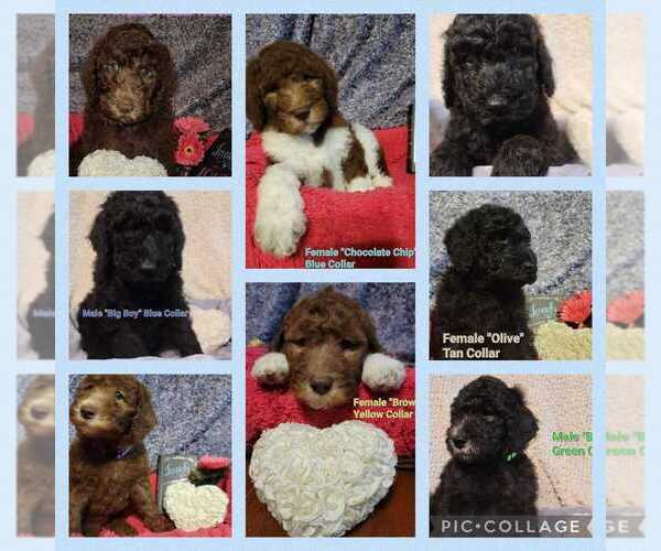 Medium Photo #1  Breeder Profile in ORMOND BEACH, FL, USA